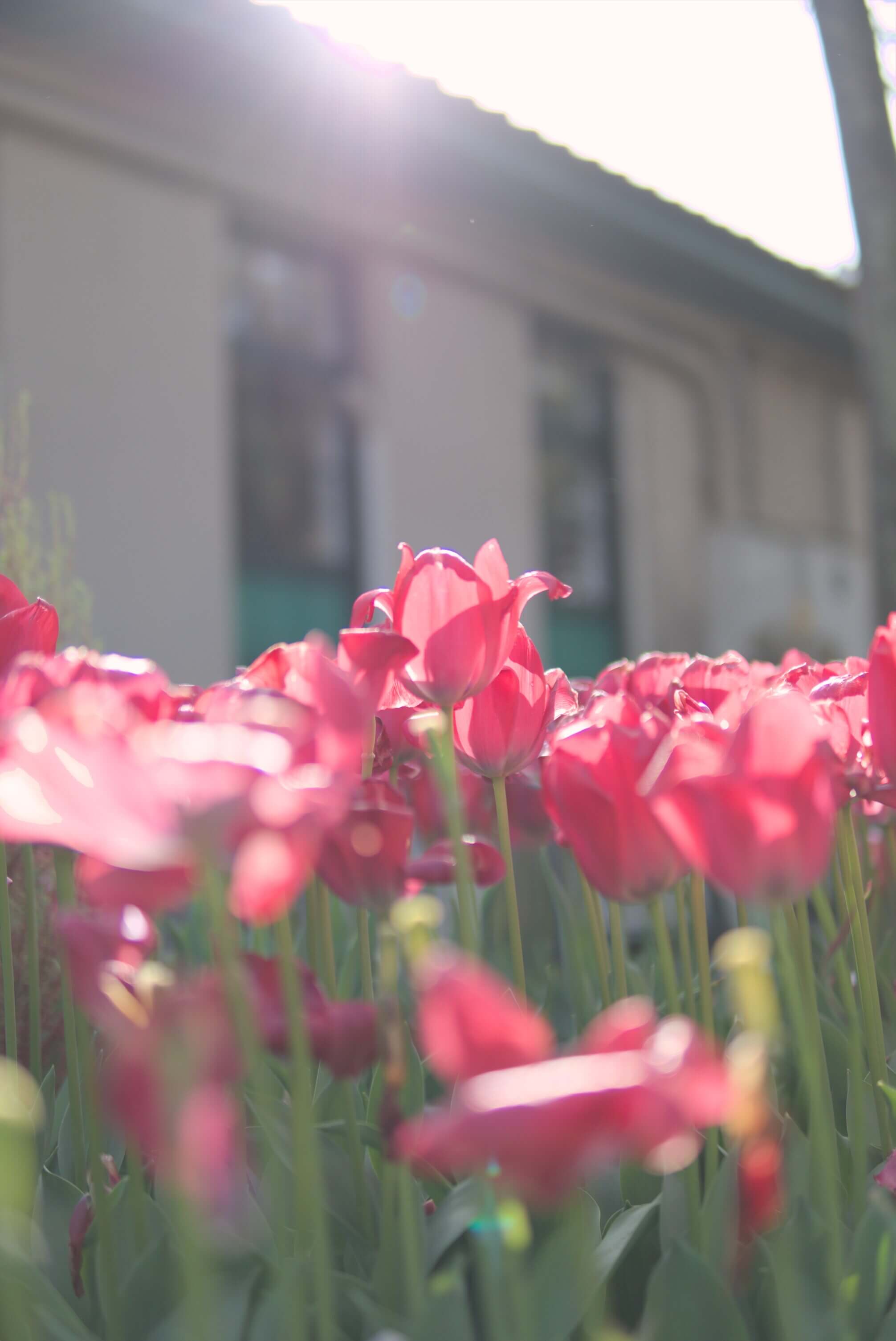 Soft sunlight on tulips